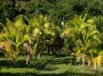 bay-islands-guanaja-estate-for-sale-21-1152x600